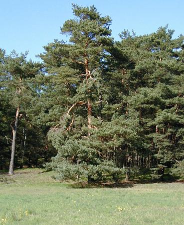 einzelner baum.jpg